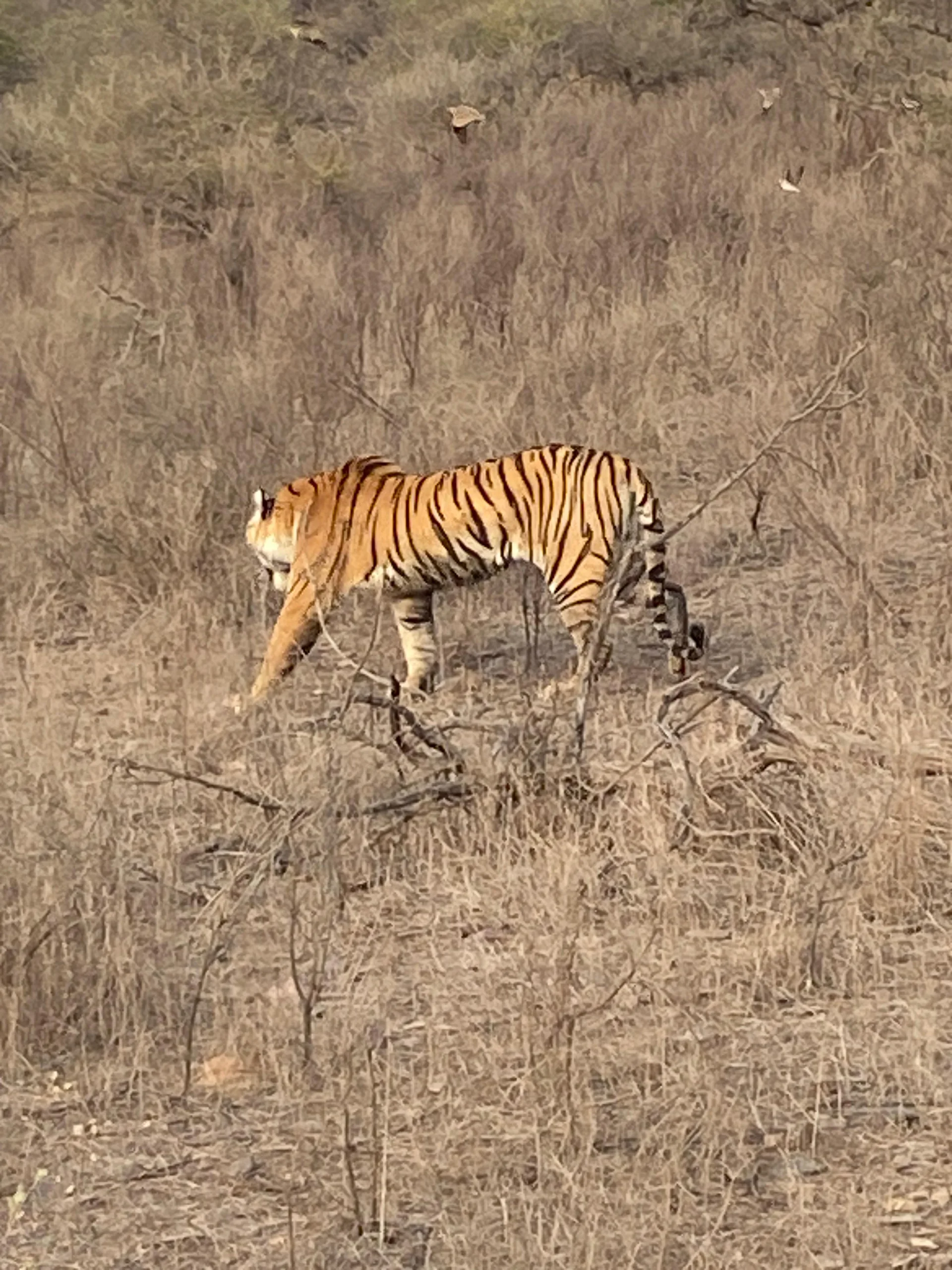 A Bengal tiger walking through dry forest during a wildlife safari